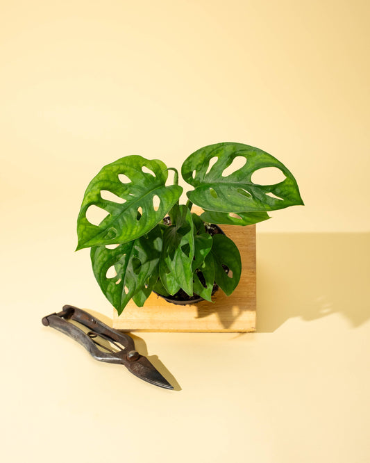 4" Monstera Adansonii 'Swiss Cheese' (Wide Form)