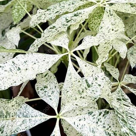 Money Tree Pachira glabra 'Milky Way' variegated 2.5"
