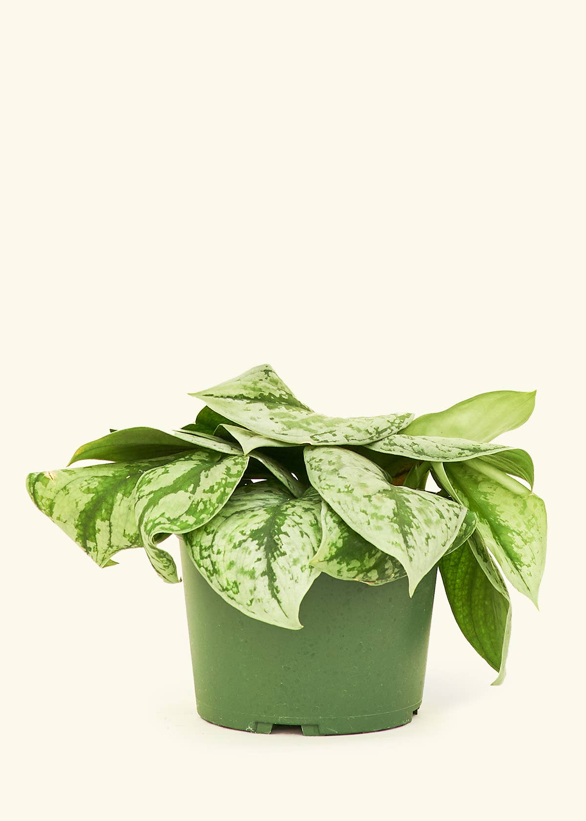 Scindapsus 'Exotica' 4" Nursery Pot