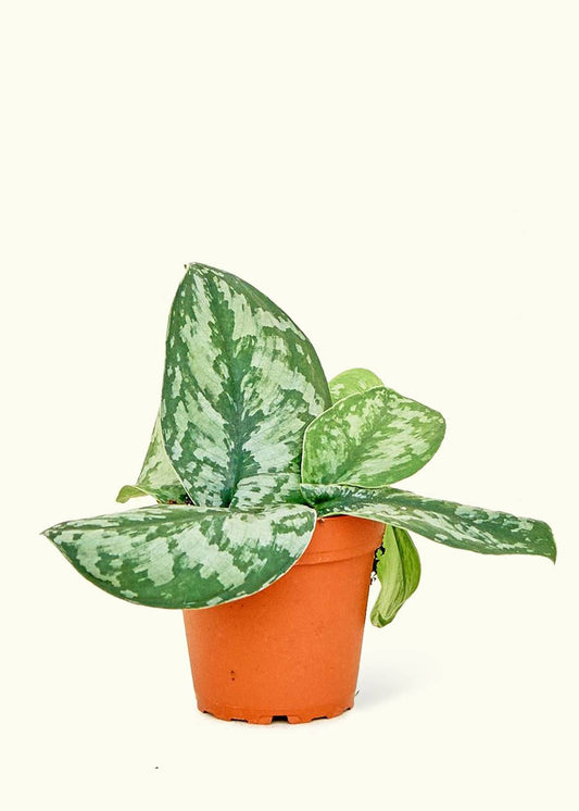Scindapsus 'Exotica' 4" Nursery Pot