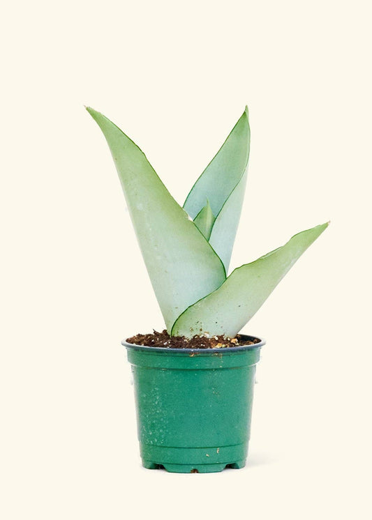 Moonshine Snake Plant 4" Nursery Pot