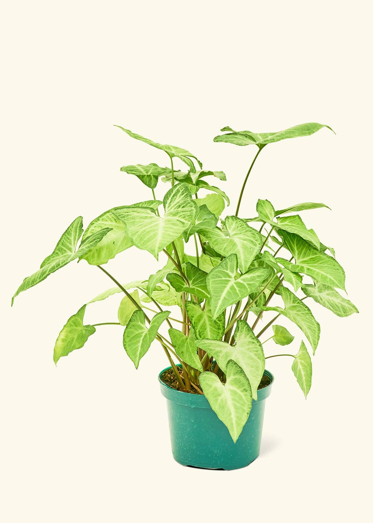 White Arrowhead Syngonium Plant 4" Nursery Pot