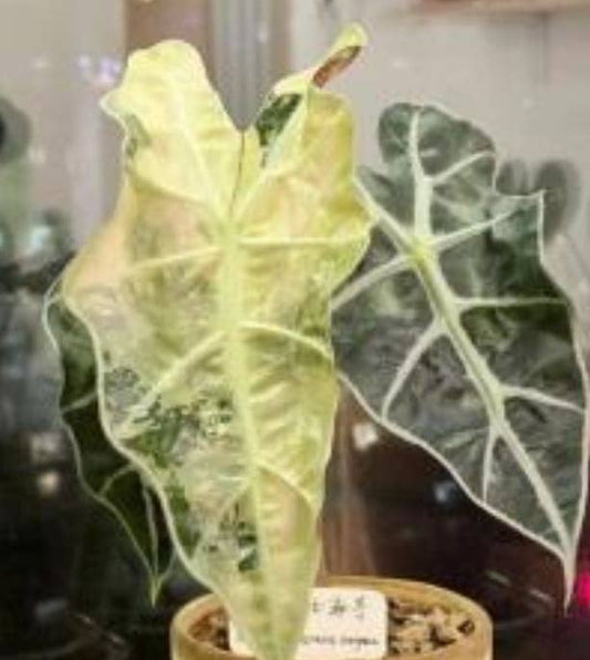 Alocasia "Amazonica Polly Aurea" TC Plantlet: 10-Pack In Vitro ($5 ea.)