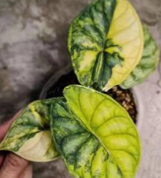 Alocasia Dragon Scale Aurea