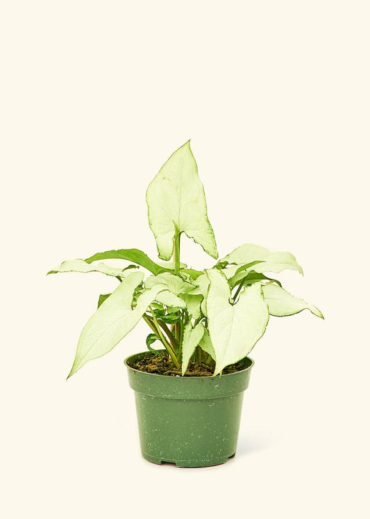 White Arrowhead Syngonium Plant 4" Nursery Pot