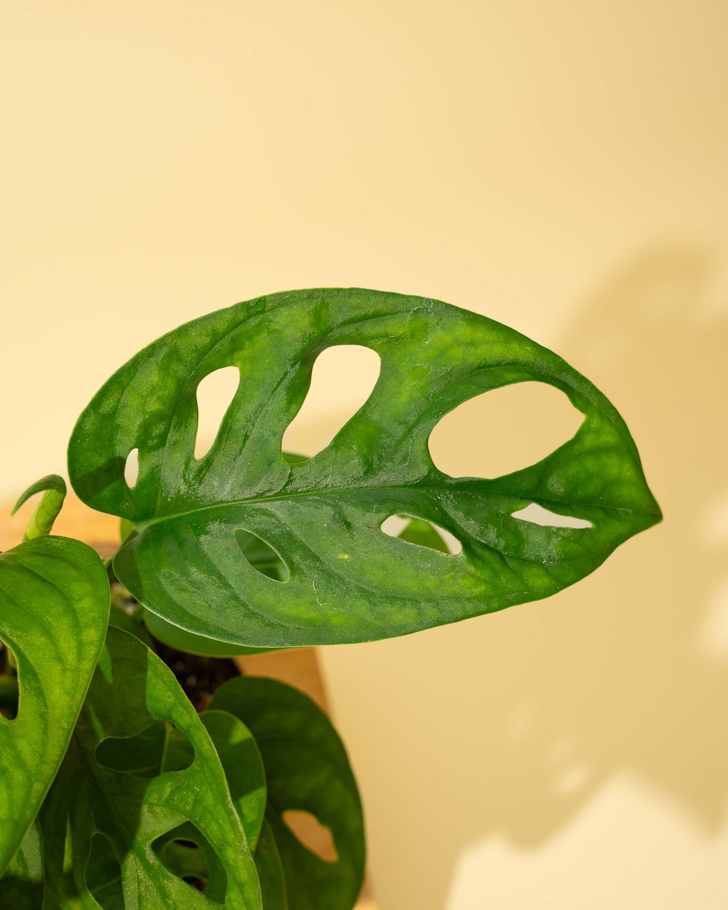 4" Monstera Adansonii 'Swiss Cheese' (Wide Form)