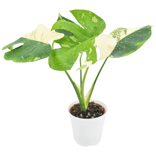 Monstera Thai Constellation 3 Inch Nursery Pot