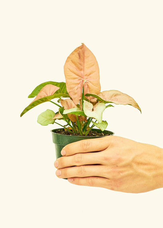 Pink Arrowhead Syngonium Plant 4" Nursery Pot